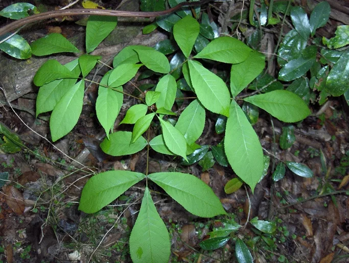 Pignut Hickory — compound leaves