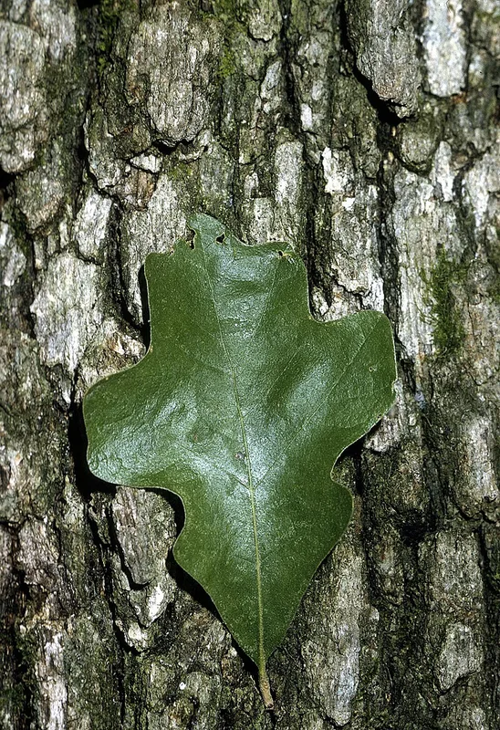 Post Oak — leaf and bark