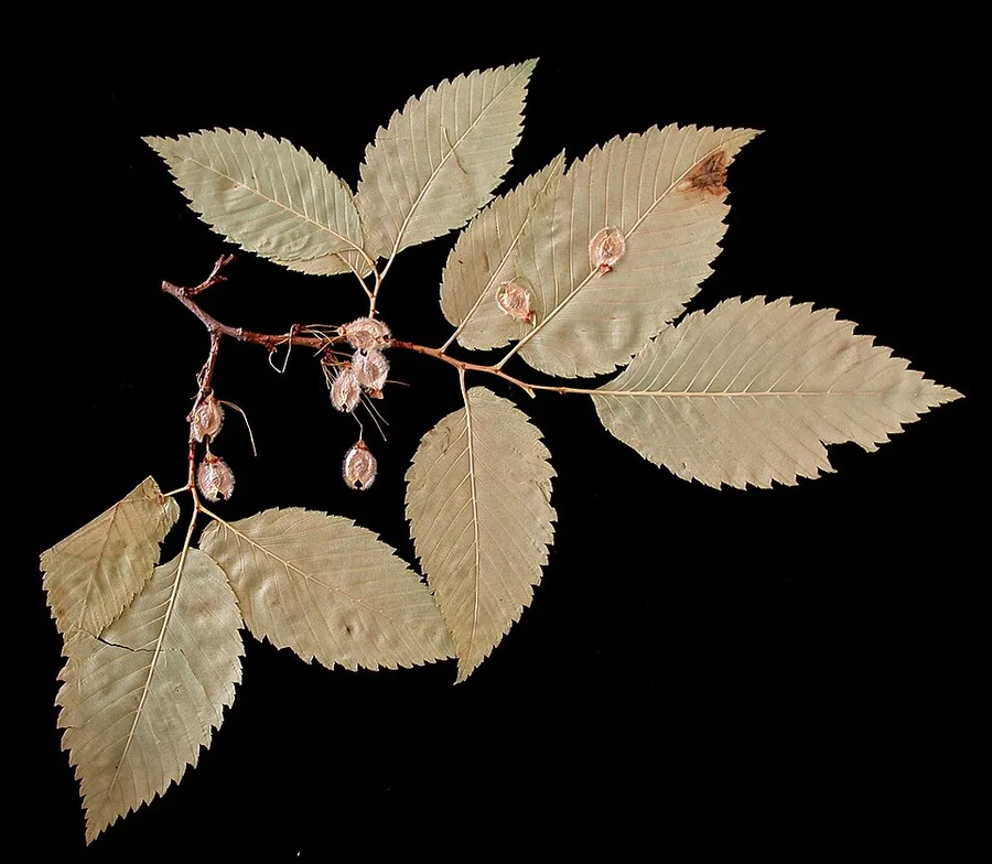 American Elm — leaves and samaras