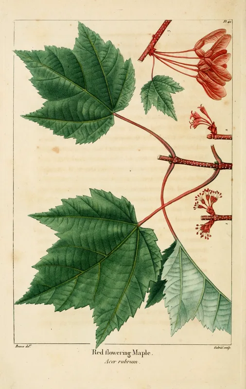 Red Maple — leaves and samaras illustration
