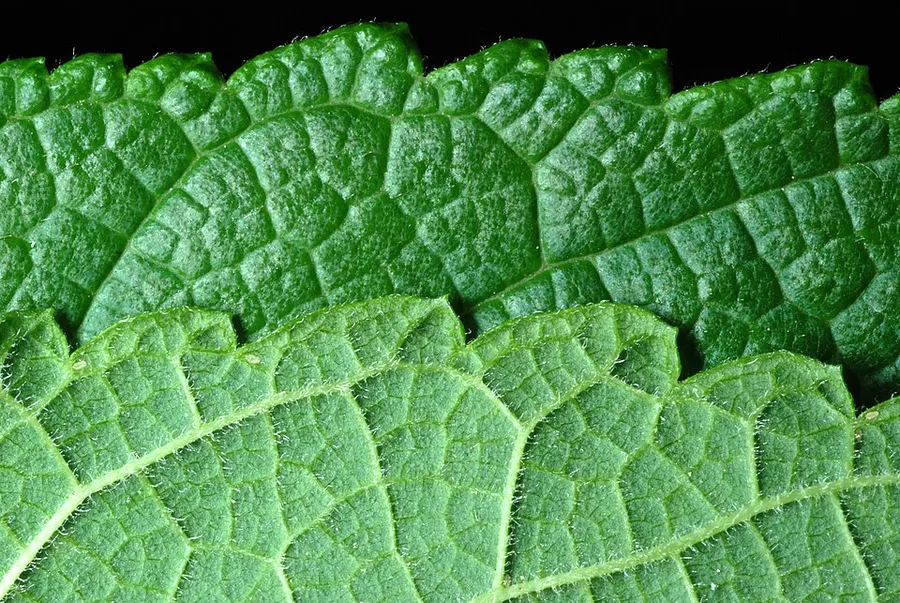 Red Mulberry — leaf texture