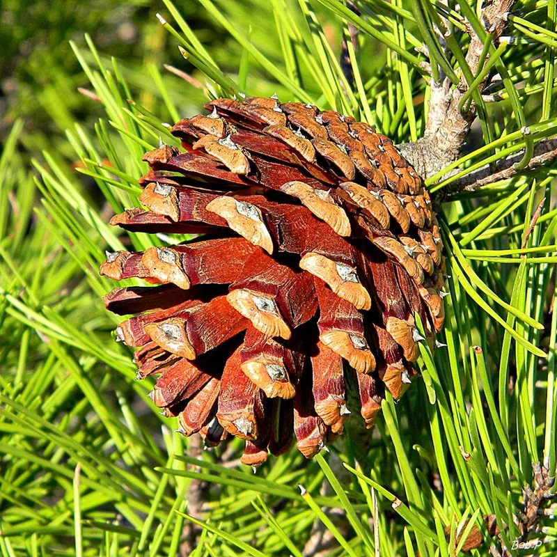 Sand Pine — needles and cone