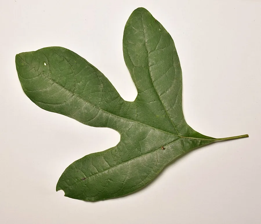 Sassafras — lobed leaf