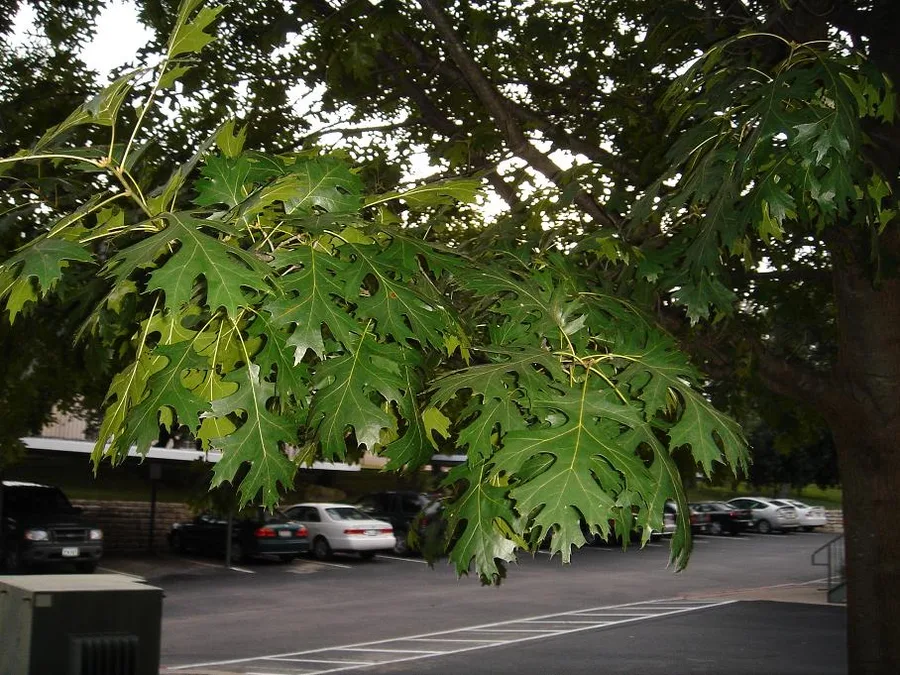 Shumard Oak — leaves