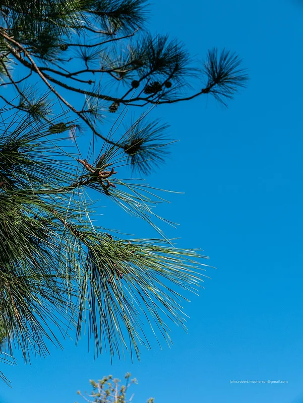 Slash Pine — needles