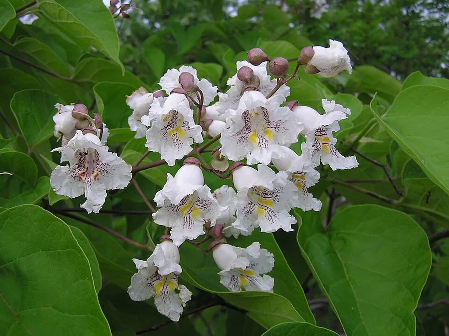 Southern Catalpa — leaves and flowers