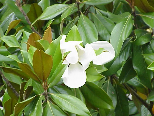Southern Magnolia — leaves and flower