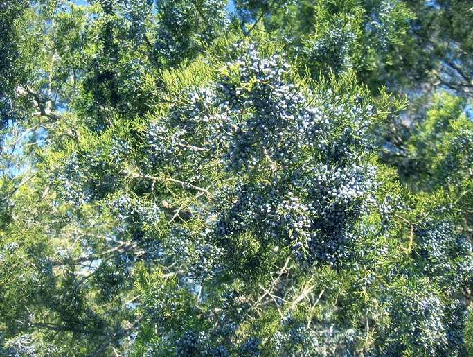 Southern Redcedar — foliage and seed cones