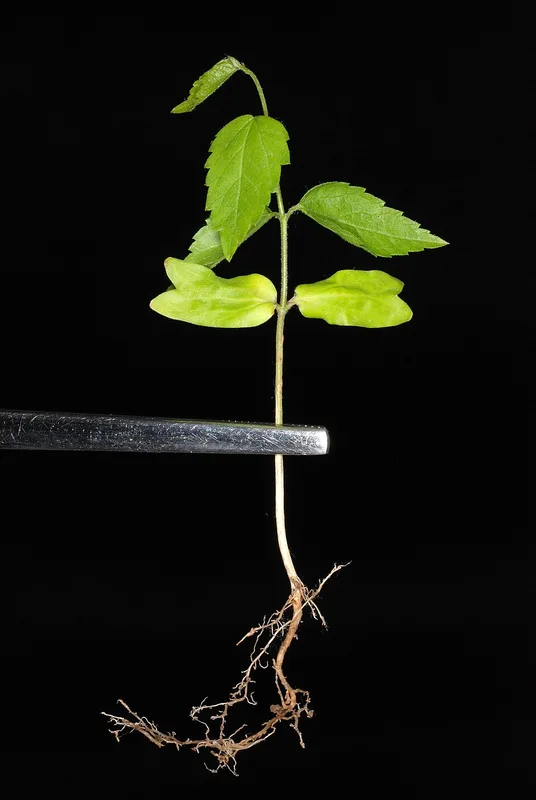 Sugarberry — seedling leaves