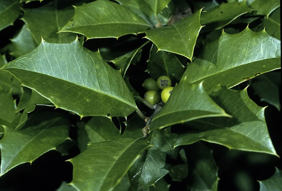 American Holly — leaves and unripe fruit