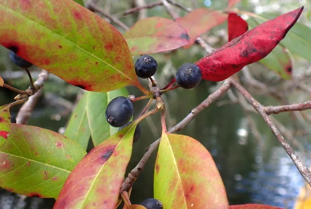 Swamp Tupelo — leaves and fruit