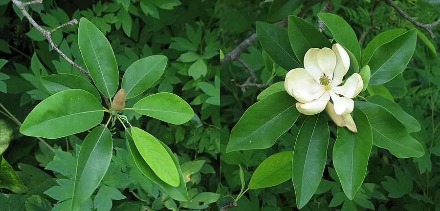 Sweetbay — leaves and flower