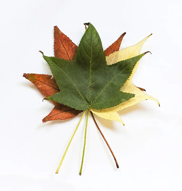 Sweetgum — star-shaped leaves