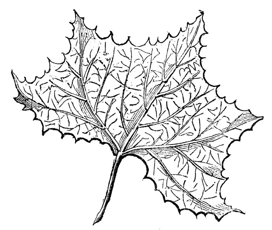 Sycamore — leaf illustration