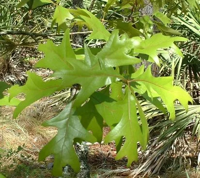 Turkey Oak — leaves