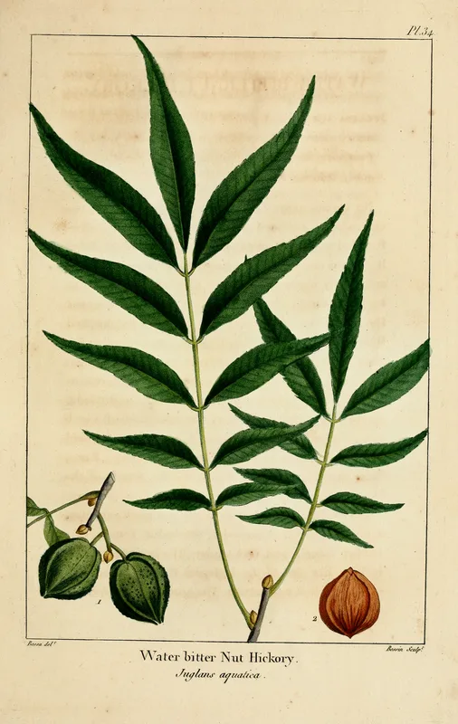 Water Hickory — leaf and nut illustration