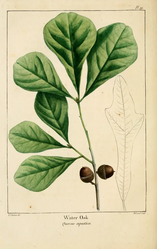 Water Oak — leaf and acorn illustration