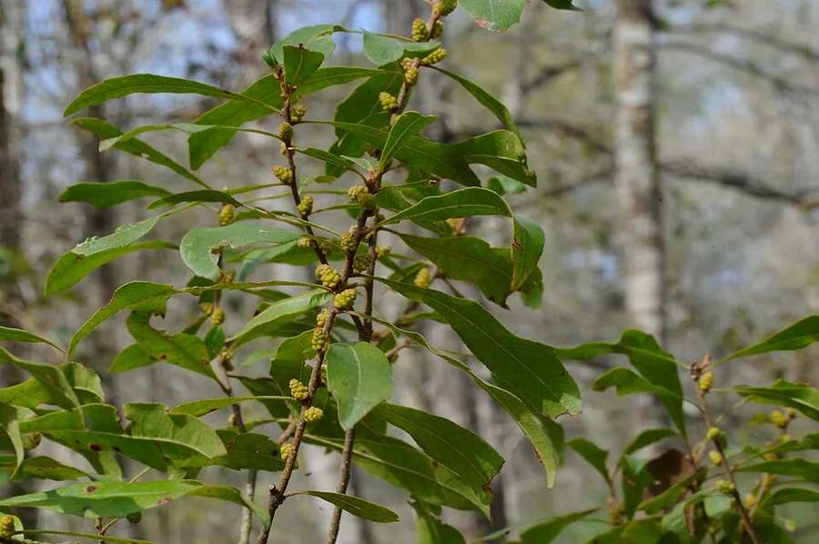 Wax Myrtle — leaves and fruit