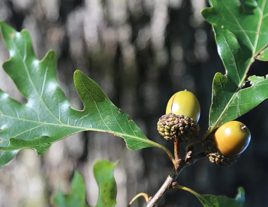 White Oak — leaves and acorns
