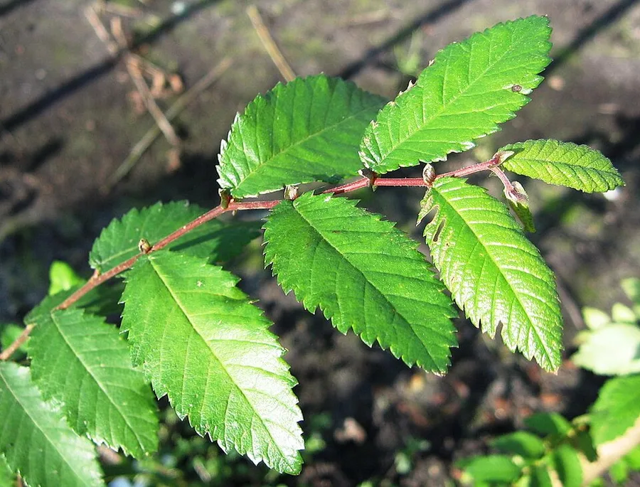 Winged Elm — leaves