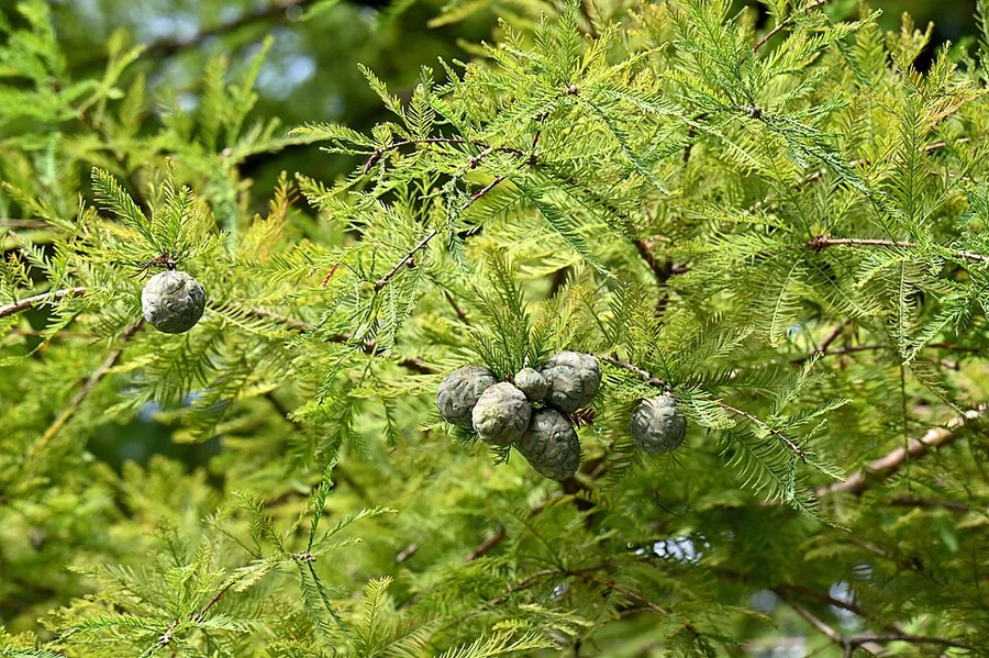 Bald Cypress — foliage and cones