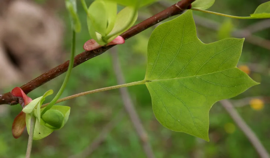 Yellow-poplar — leaf