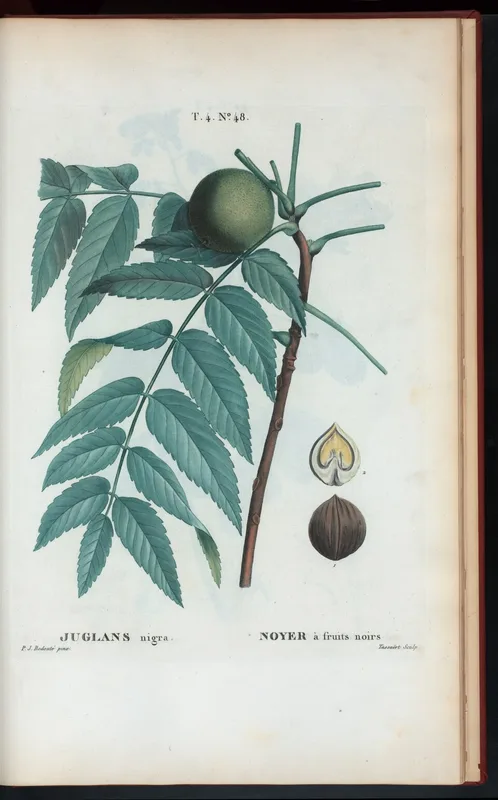 Black Walnut — leaf and nut illustration