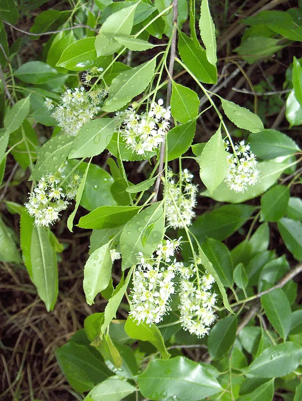 Carolina Laurelcherry — leaves and flowers