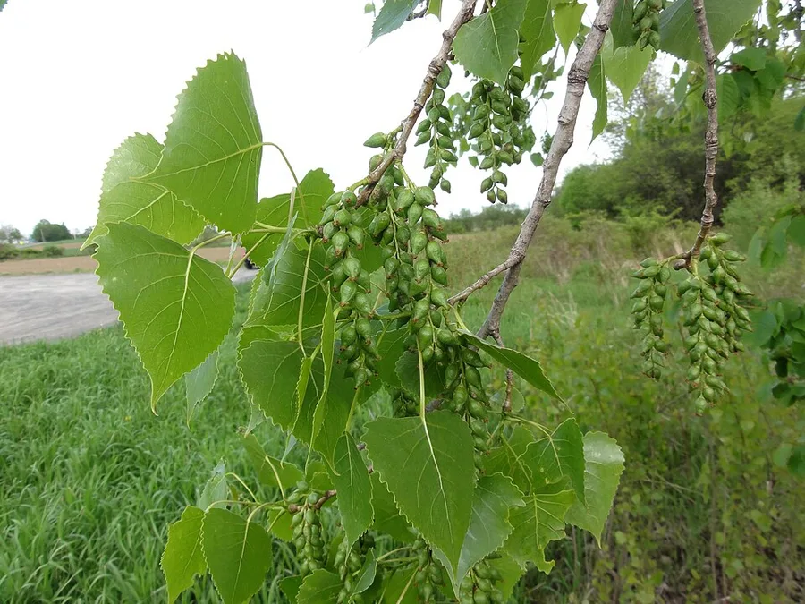 Eastern Cottonwood — leaves and catkins