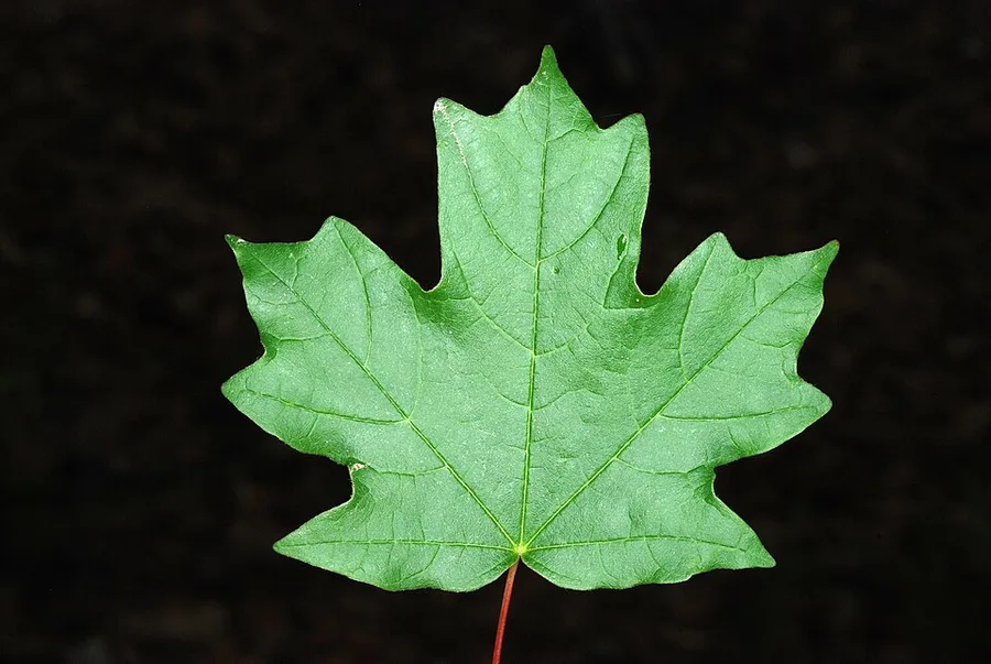 Florida Maple — leaf