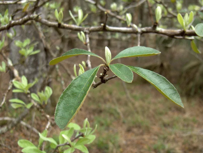 Gum Bumelia — leaves