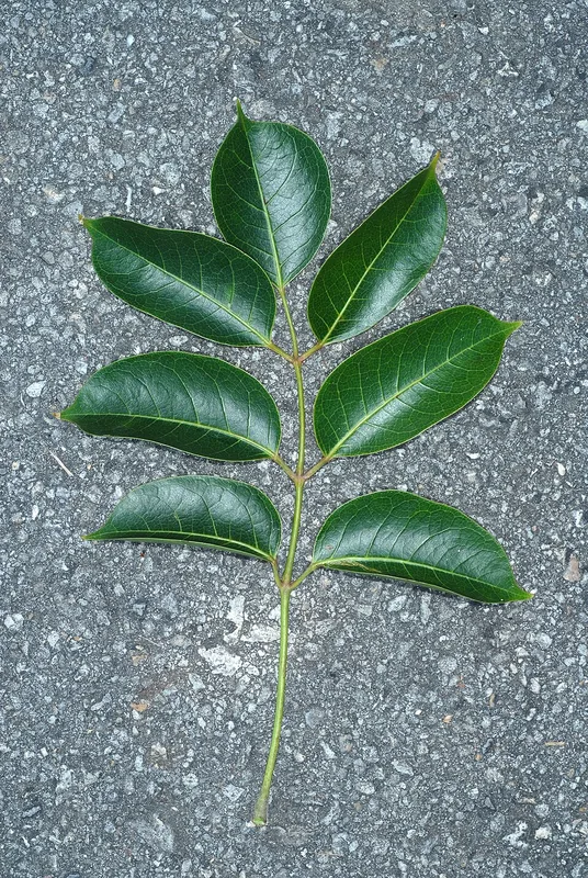 Gumbo Limbo — compound leaf