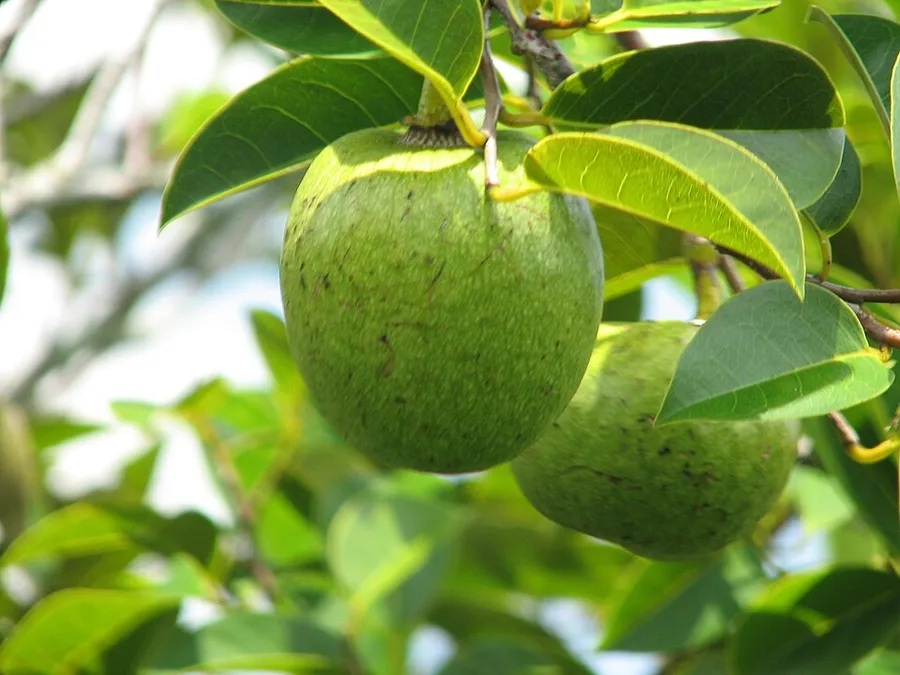 Pond Apple — fruit and leaf