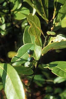 Red Bay — leaves and fruit