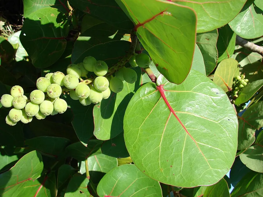 Seagrape — leaves and fruit