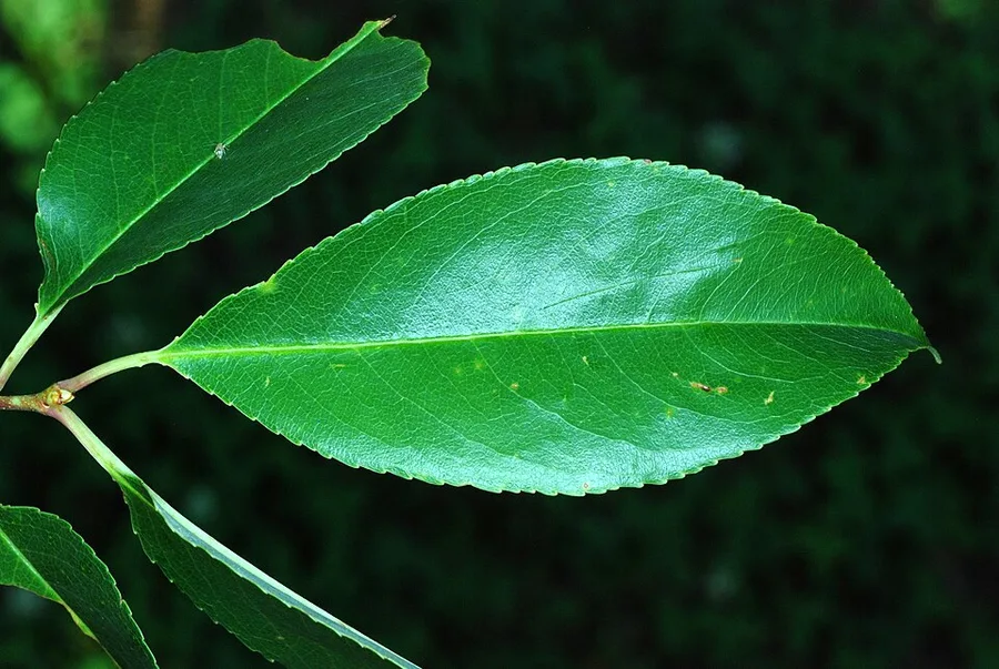 Black Cherry — leaf