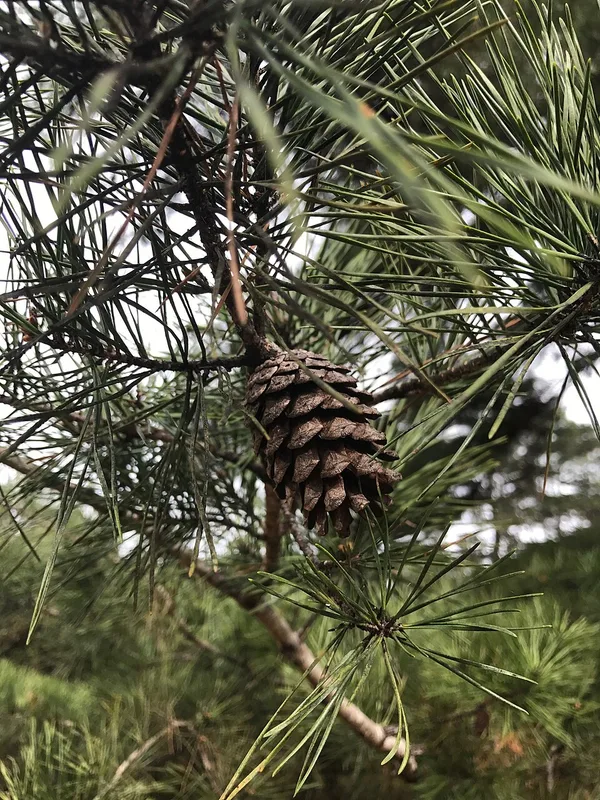 Spruce Pine — needles and cone