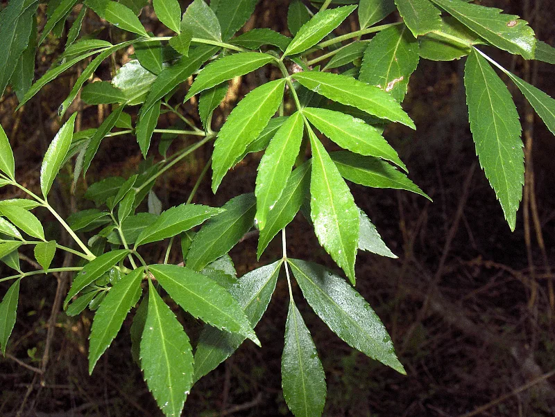 Carolina Ash — compound leaf