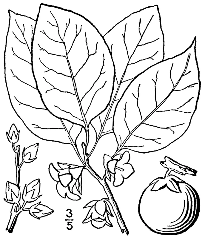 Common Persimmon — leaf and fruit illustration