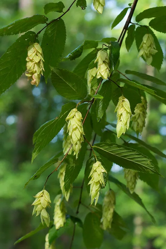 Eastern Hophornbeam — leaves and hoplike fruit