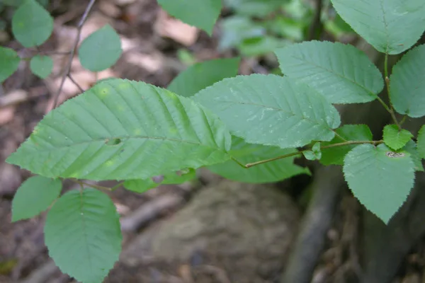 American Hornbeam — leaves